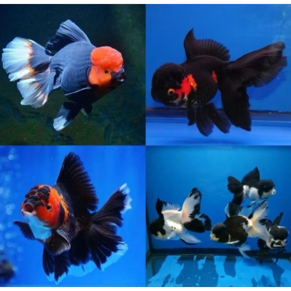 Hiasan Aquarium Koki Oranda Panda Goldfish Size L Hiasan Akuarium |Ikan Hias Bozz Louhan Pekanbaru|