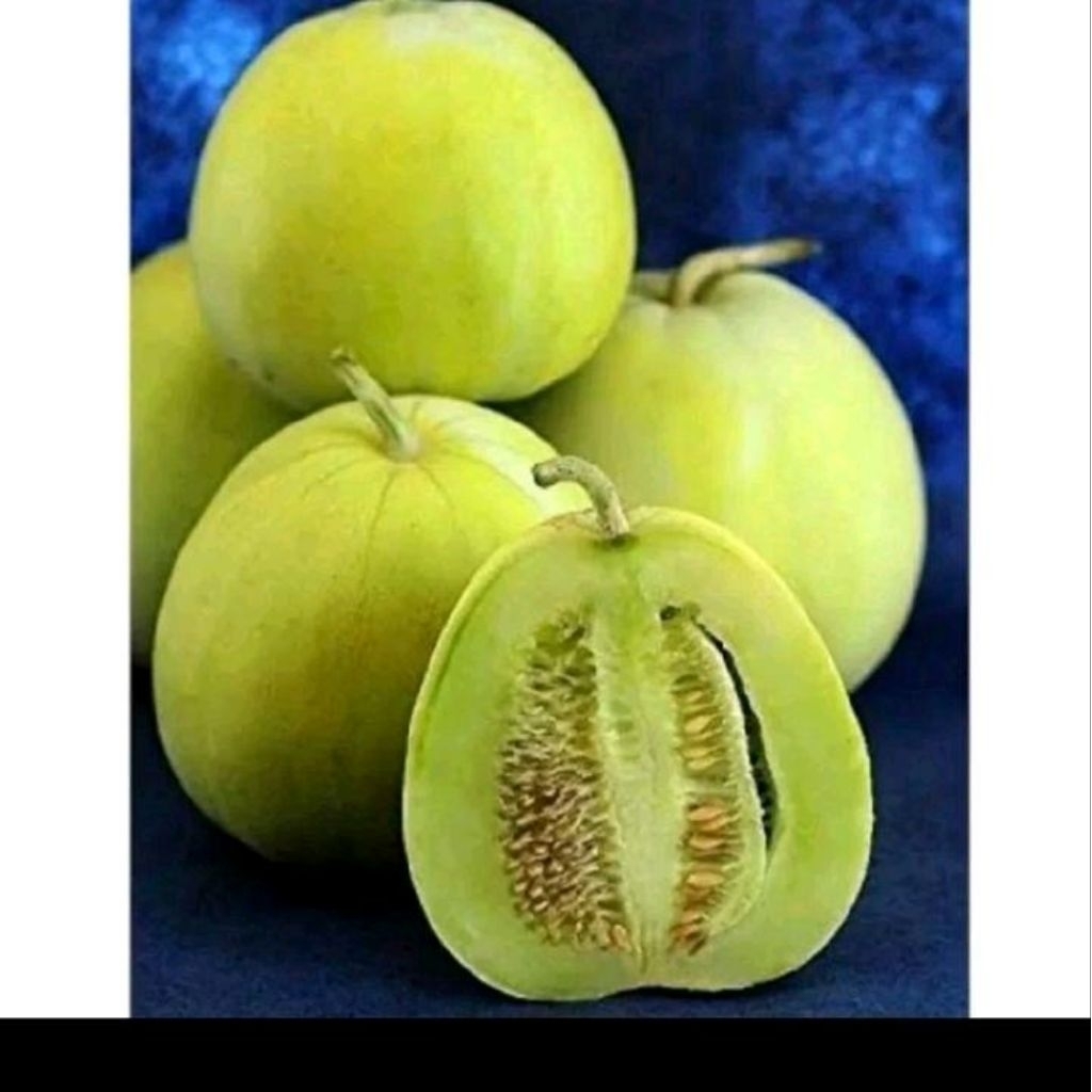 Benih melon hijau jepang kemasan premium