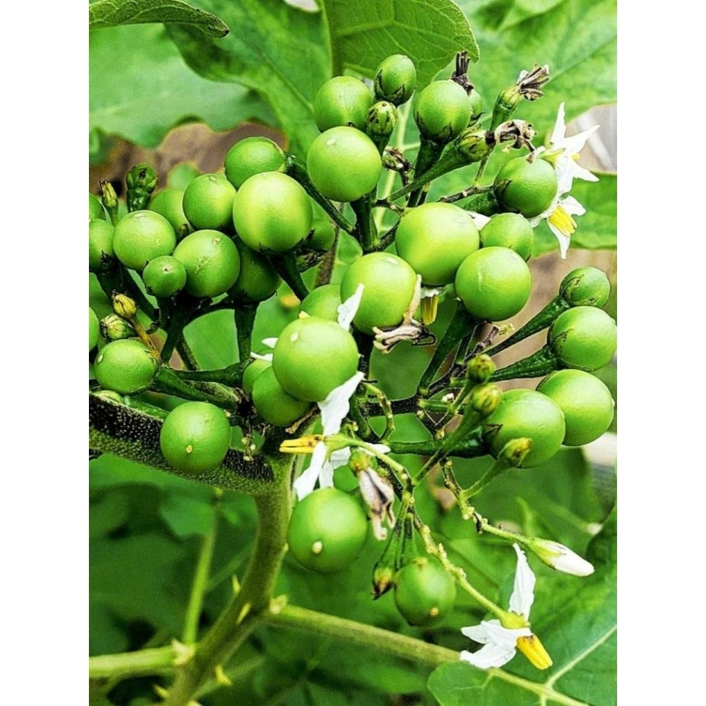 Bibit Terong pipit/cepoka