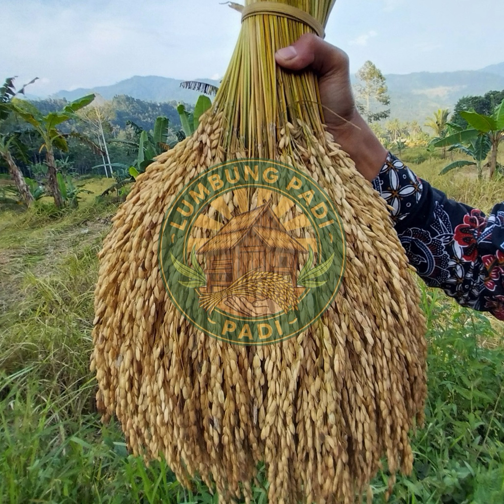 Benih padi ranggeuy CERE KAPUNDUNG bibit padi tangkai benih padi bertangkai benih padi unggul berkua