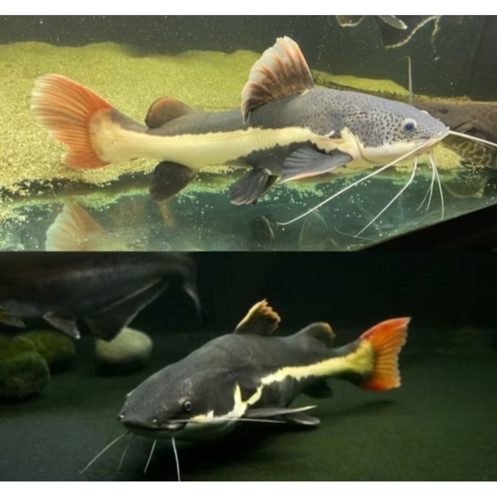 Aksesoris Aquarium Rtc Size 5-6cm Hiasan Akuarium |Ikan Hias Bozz Louhan Pekanbaru|