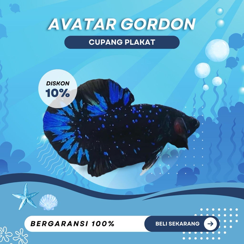 [PK] Cupang Plakat Avatar Gordon | TOP GRADE | BEST COLOR | IKAN HIAS | GAHAR