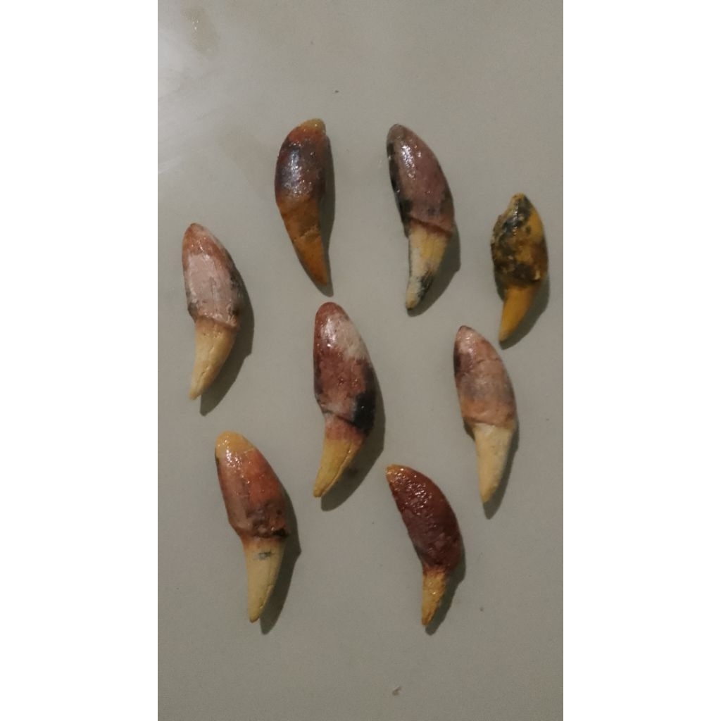 siung purba membatu temuan jual borong