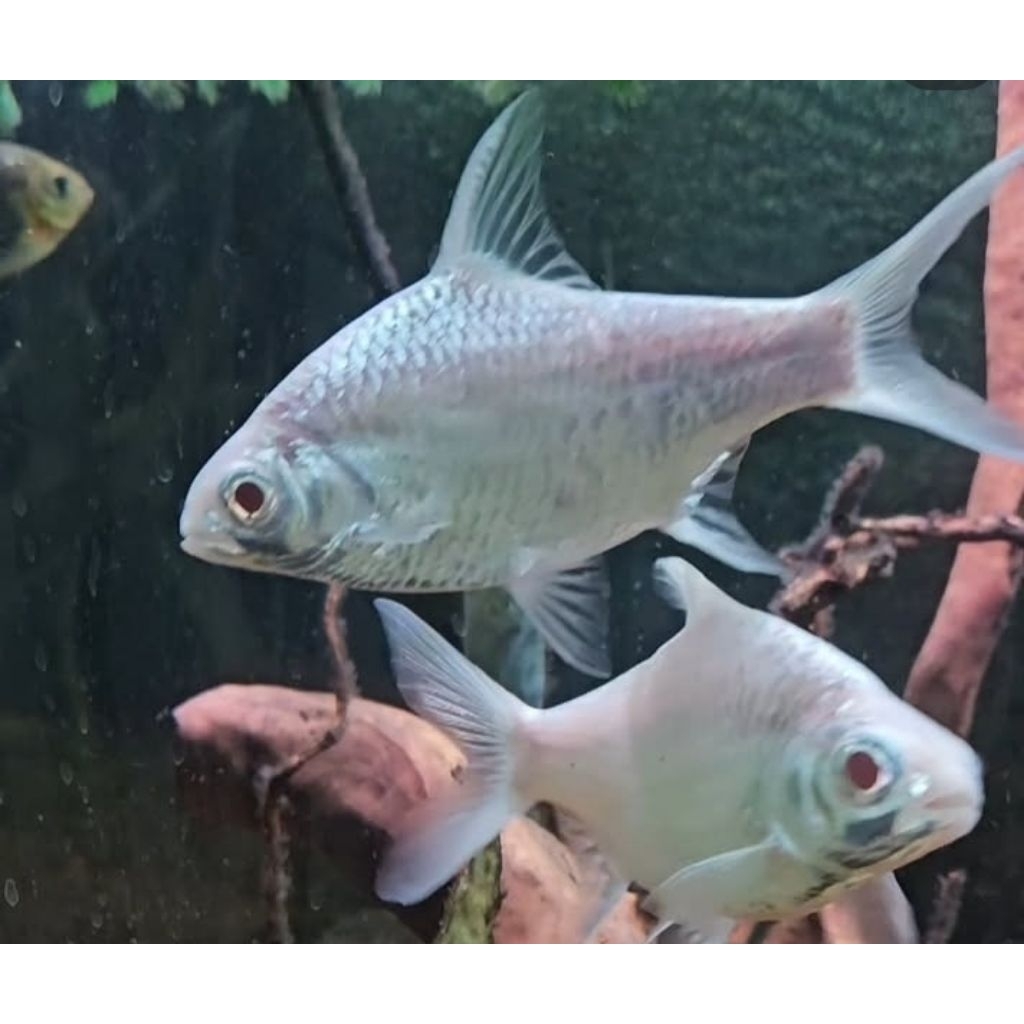 Kaviat Platinum 15-17cm - Ikan Pembersih Kotoran