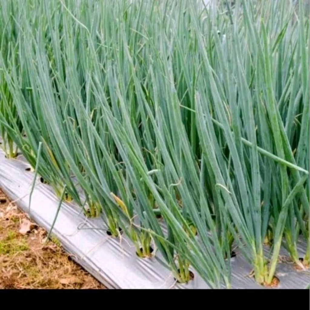 Biji Benih daun bawang blaze