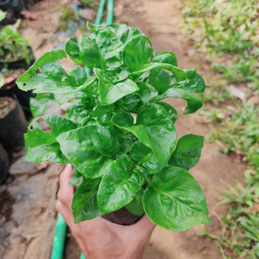 Tanaman Bayam Brazil | Panda Mulya | Bayam Brazil