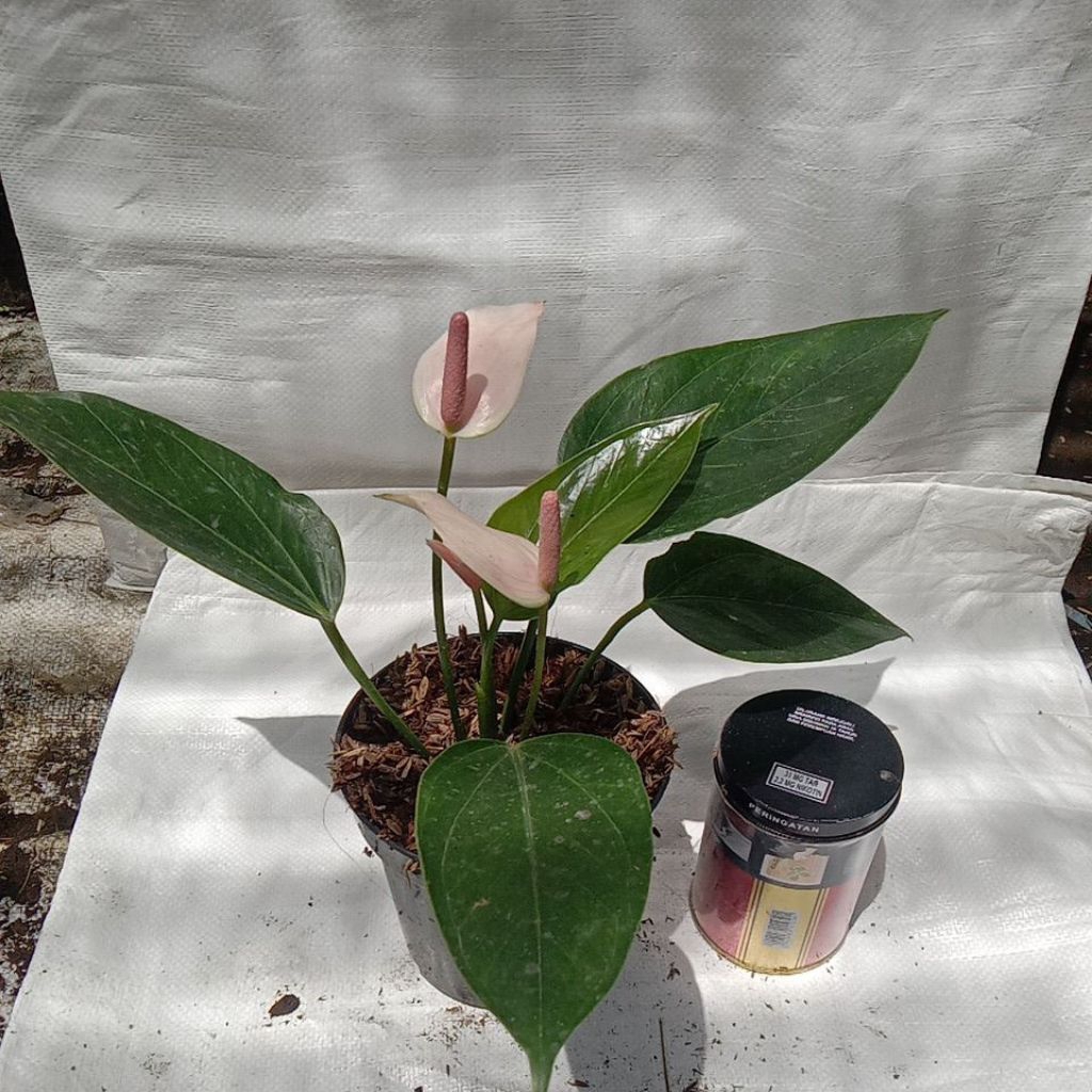 Anthurium bunga Pink