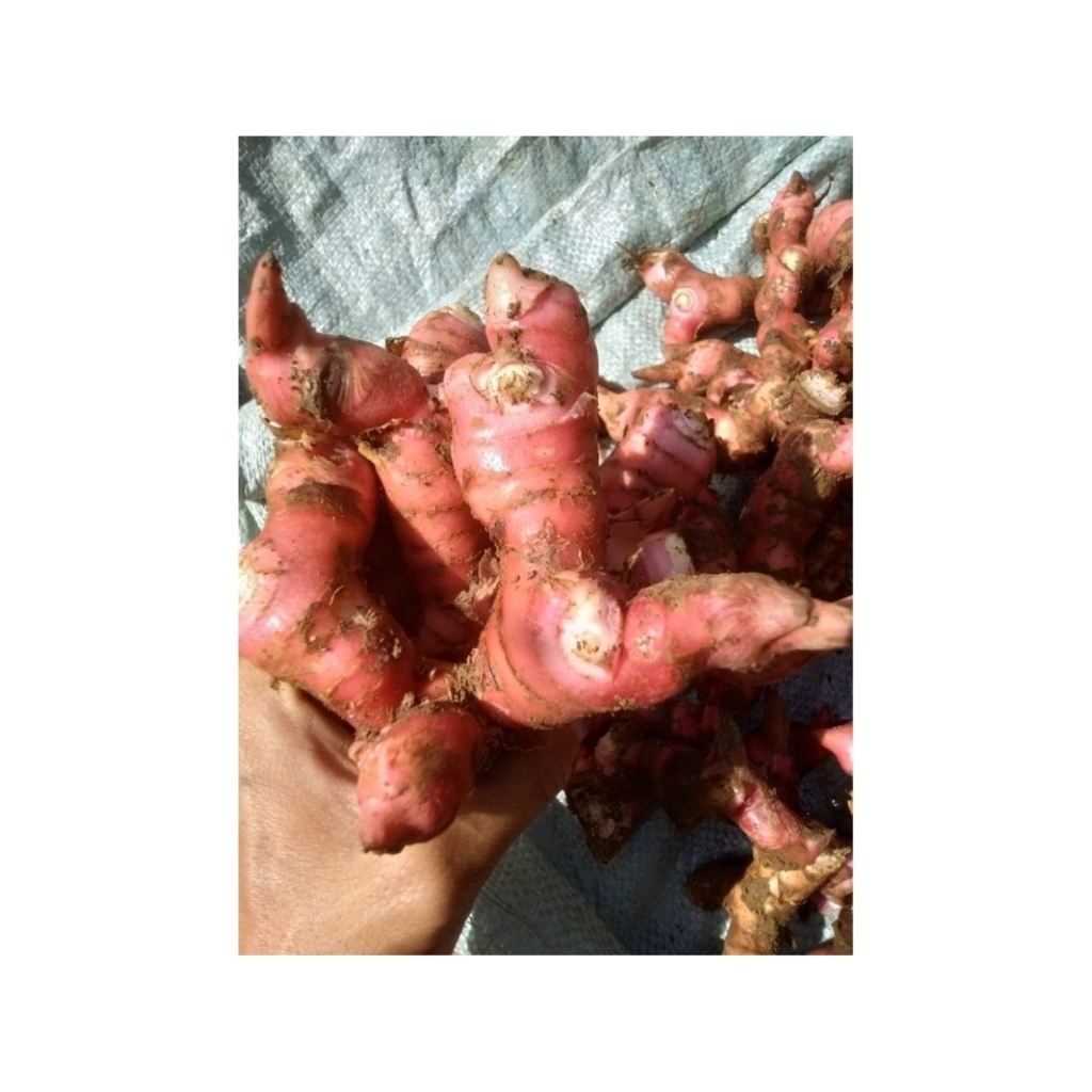 Laos merah 1kg Fresh