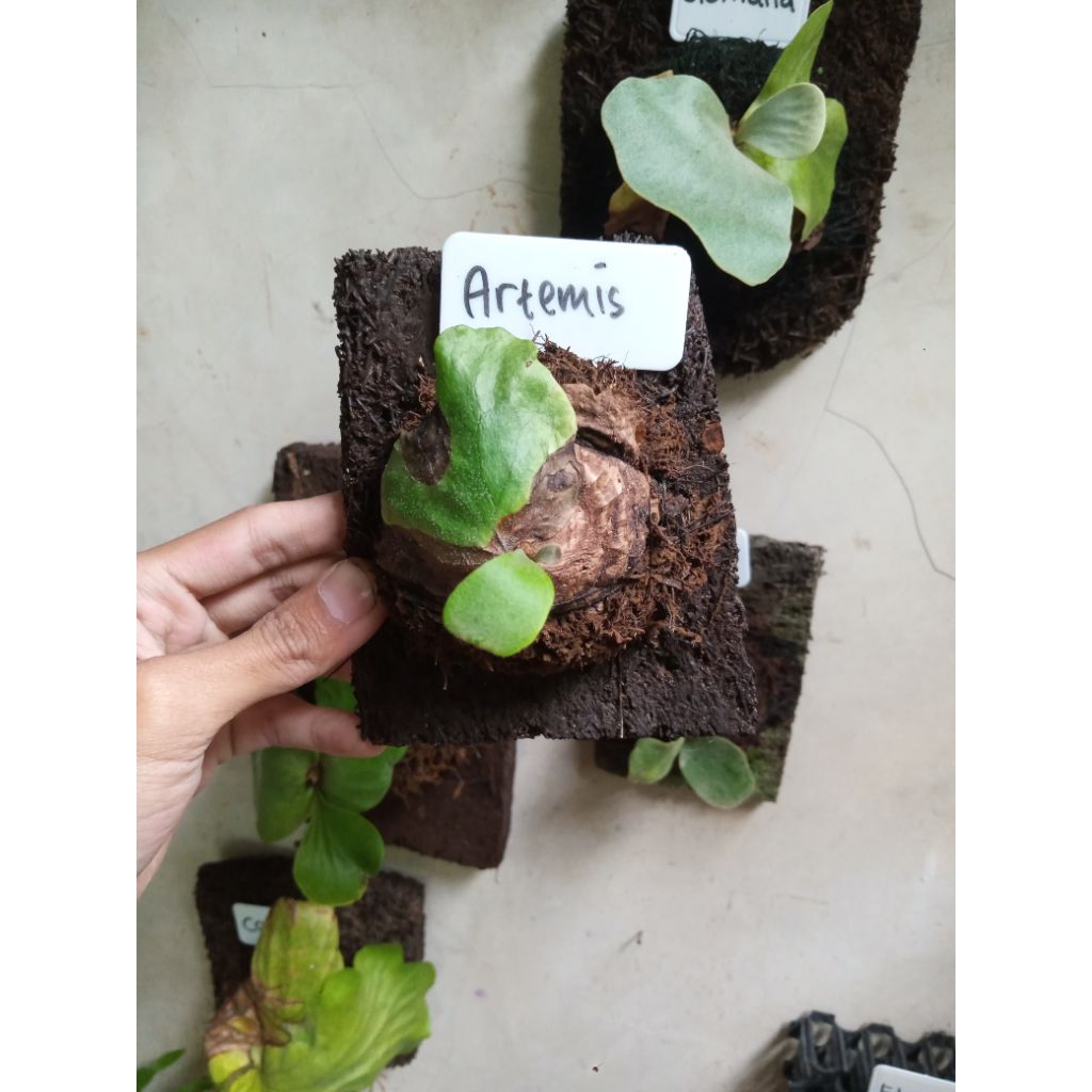 platycerium artemis kecil/baby