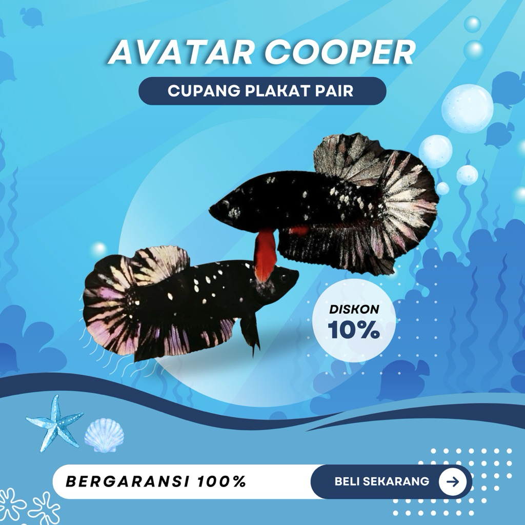 [PAIR PK] Cupang Avatar Cooper | SIAP BREEDING | TOP GRADE | BEST GRADE | BEST SELLER | IKAN HIAS