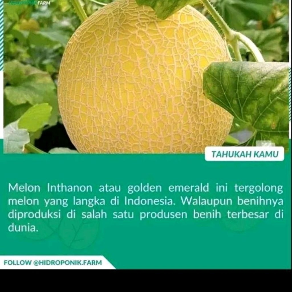 Biji benih melon inthanon golden emerald