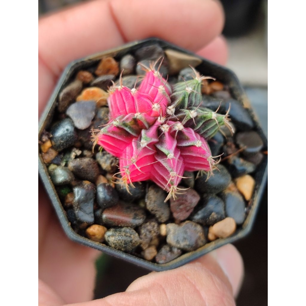 miha new hybrid varigata seedling