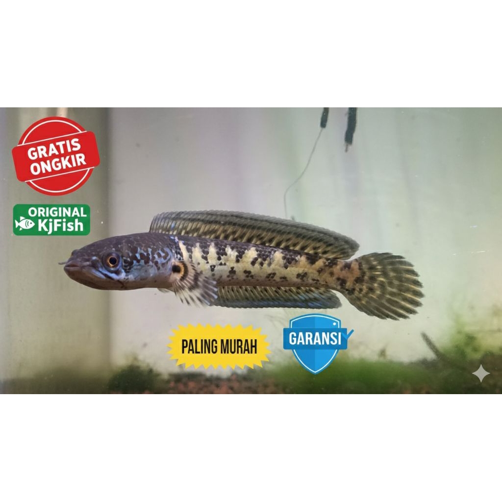 channa auranti cb pulosari top grade A 14-15cm highfin super gondrong badan pendek flaring tangan ma