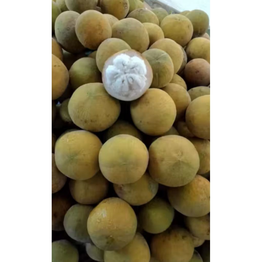 buah kecapi segar 1000gr