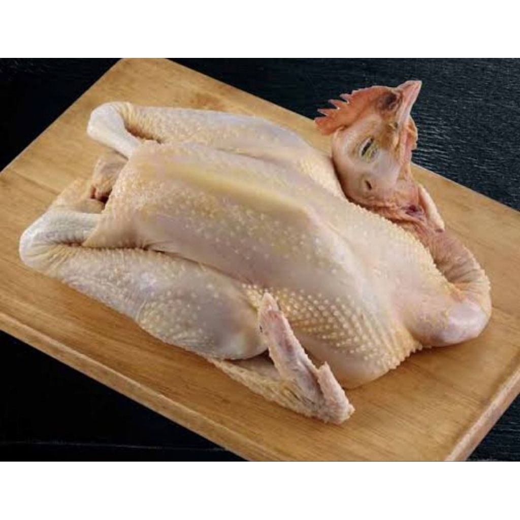 AYAM PEJANTAN HIDUP / AYAM KALASAN HIDUP TERMASUK DALAMANNYA SEGAR HIDUP  BISA REQUEST POTONG SESUKA