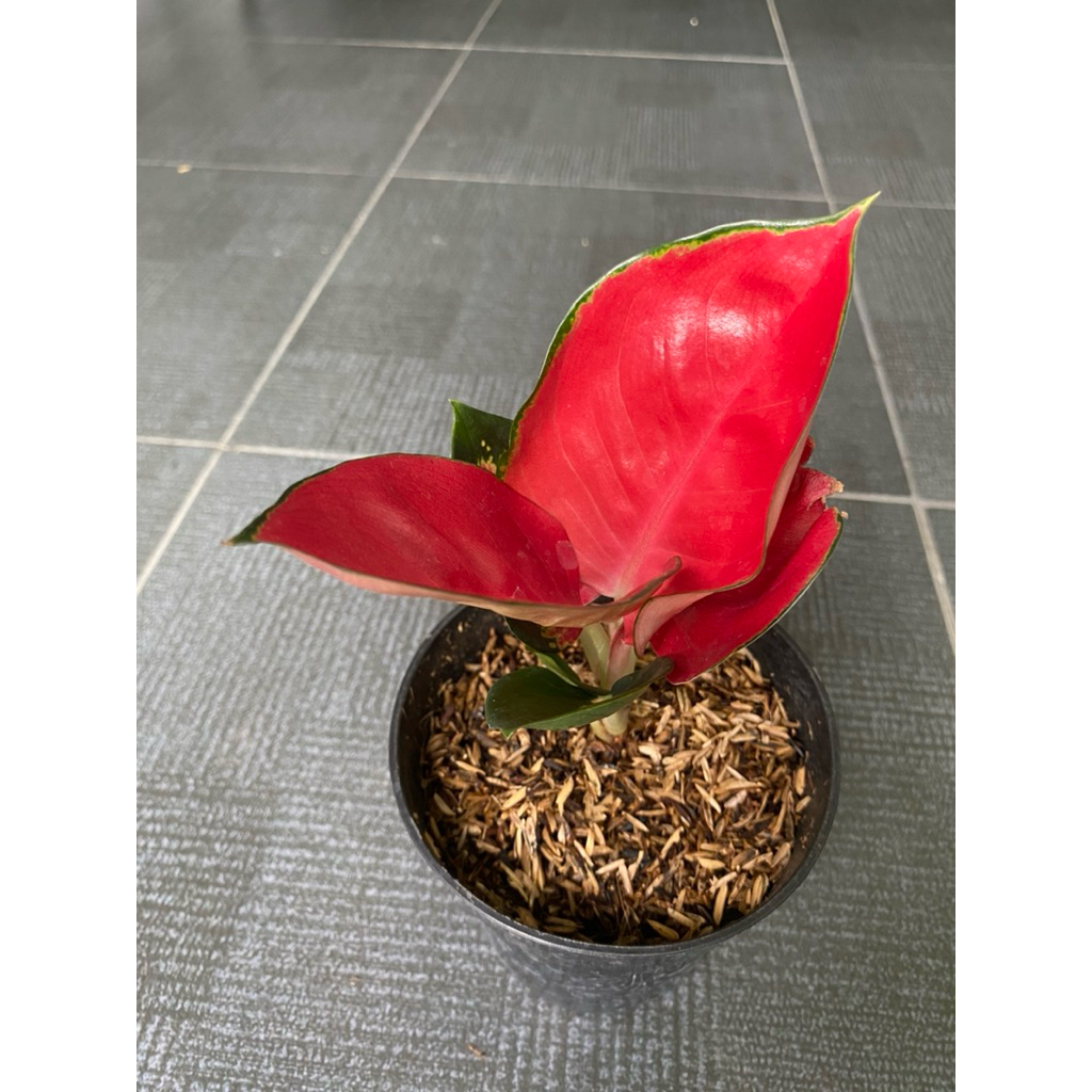 Aglonema Suksom Mangkok Premium 100%