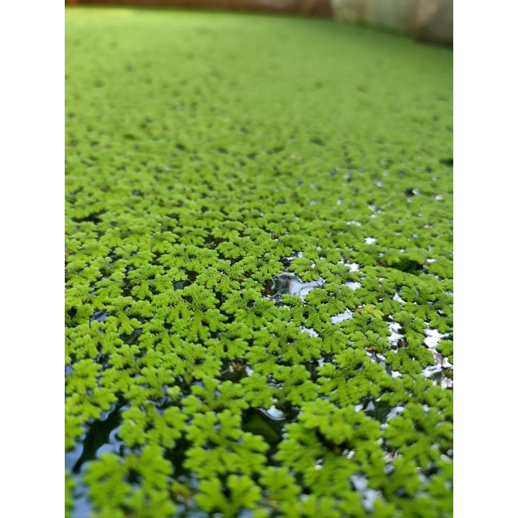 Bibit Azolla
