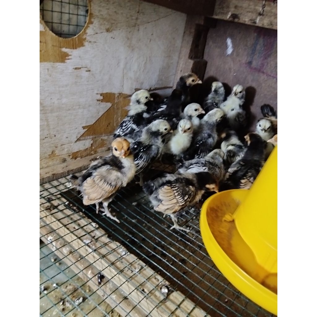 Ayam Hias Batik Kanada - Ayam Hias Batik Italy - Ayam Hias Batik Itali