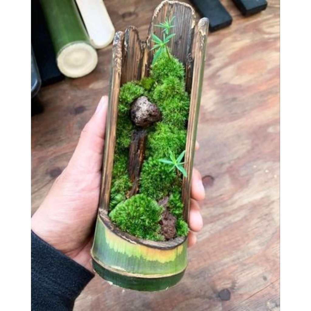 Bonsai bambu alami hidup unik langka