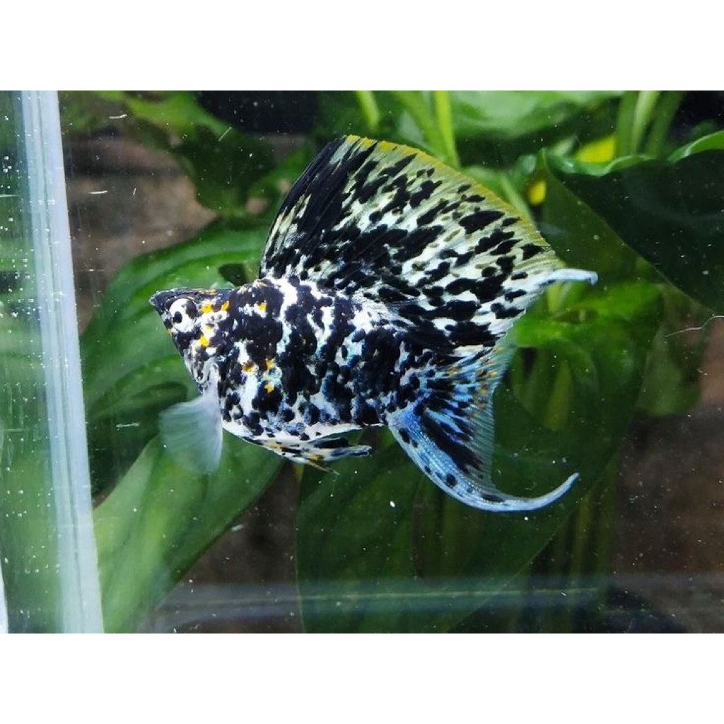 Molly Balon Marble ~ Hiasan Aquatic