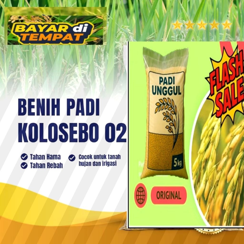 Benih padi unggul original jenis KOLOSEBO 02 5kg