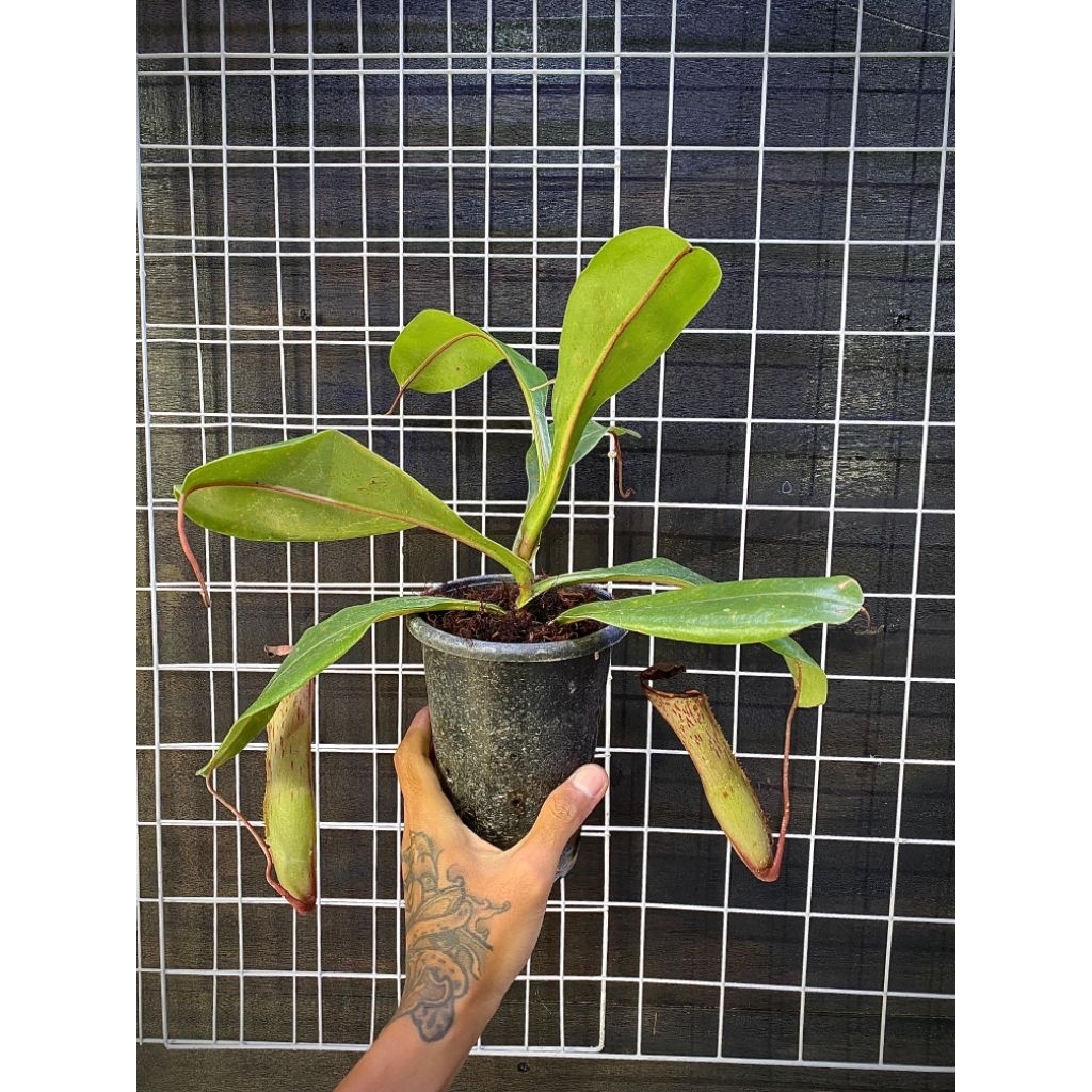 Nepenthes Vencam x veitchii