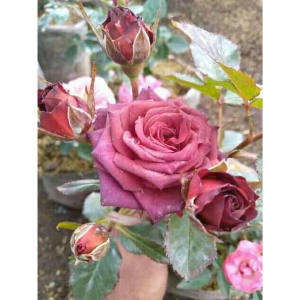 Mawar import red chocolatos dewasa murah langka