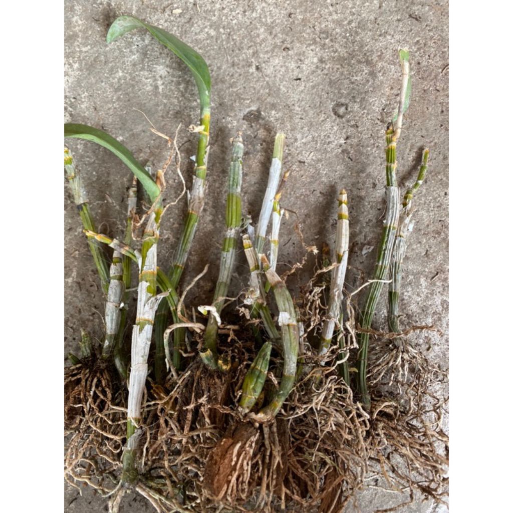 BATANG ANGGREK DENDROBIUM DEWASA-TANGKAI ANGGREK DENDROBIUM DEWASA