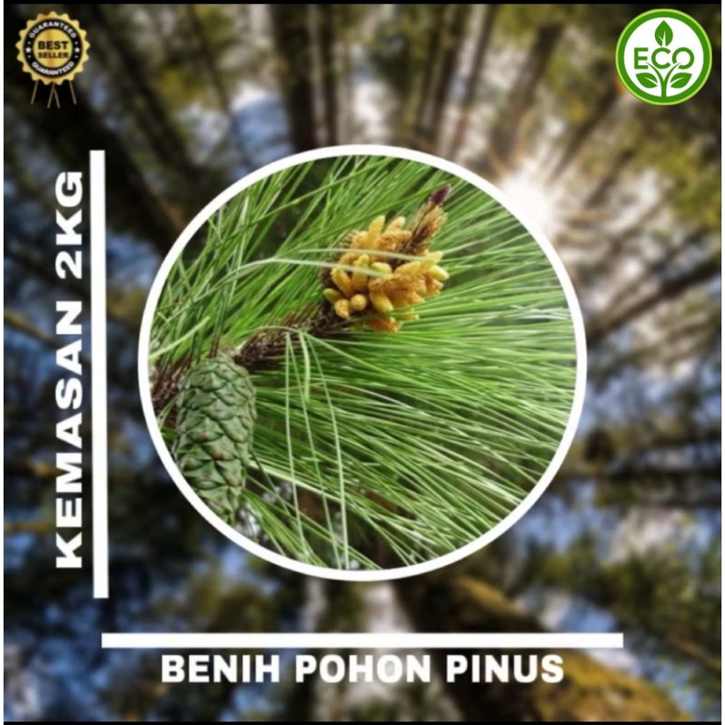 Benih Biji Pohon Pinus Merkusii 2kg siap semai Biji Tanaman Pinus Merkusii - BONUS 200 GRAM