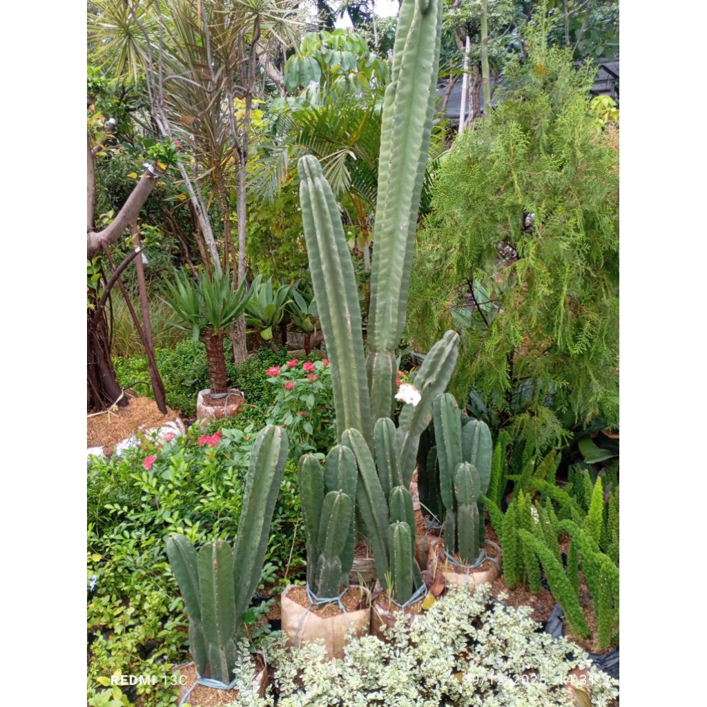 TANEMAN HIAS POHON KAKTUS KOBOY UKURAN BESAR DI JAMIN SEPERTI YANG DI GAMBAR