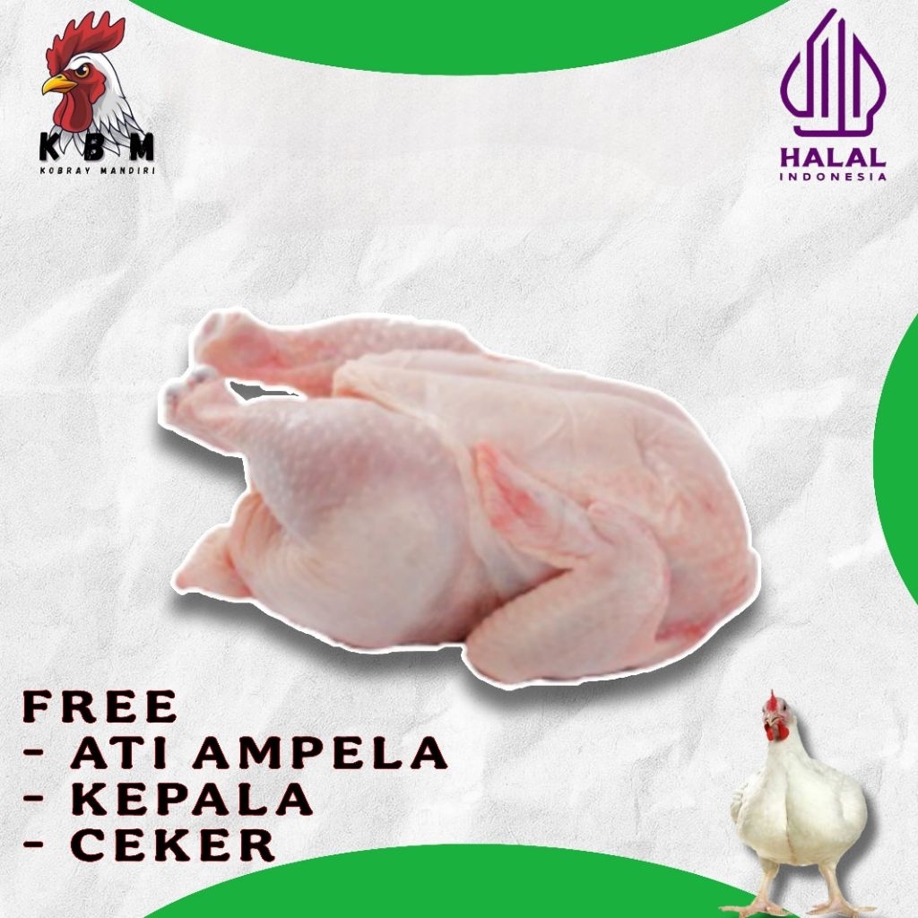 [ AYAM FRESH] ayam potong broiler 0,9 - 1 kg ( Timbangan Hidup )