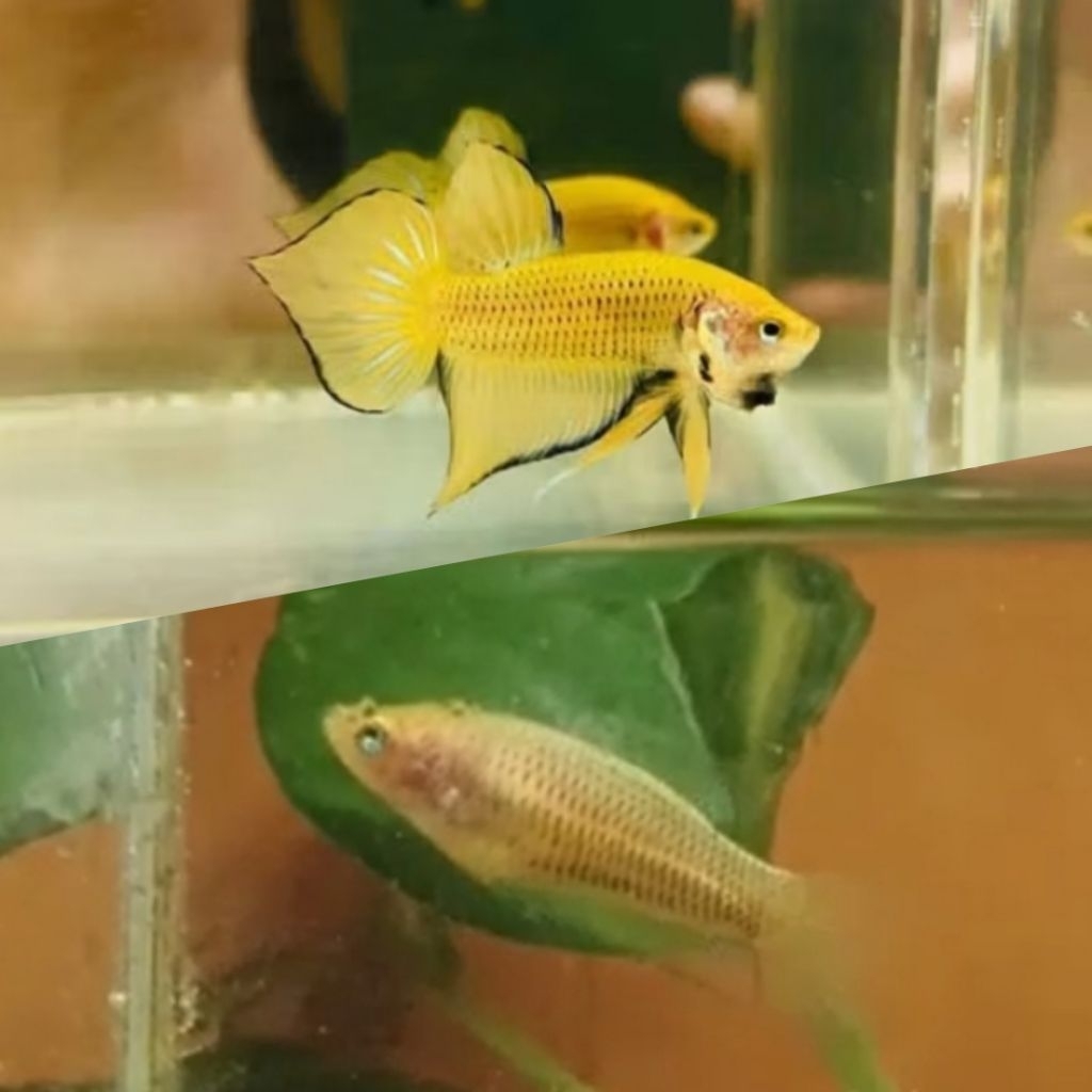 sepasang (jntan & btina) cupang alam wildbetta splendens yellow