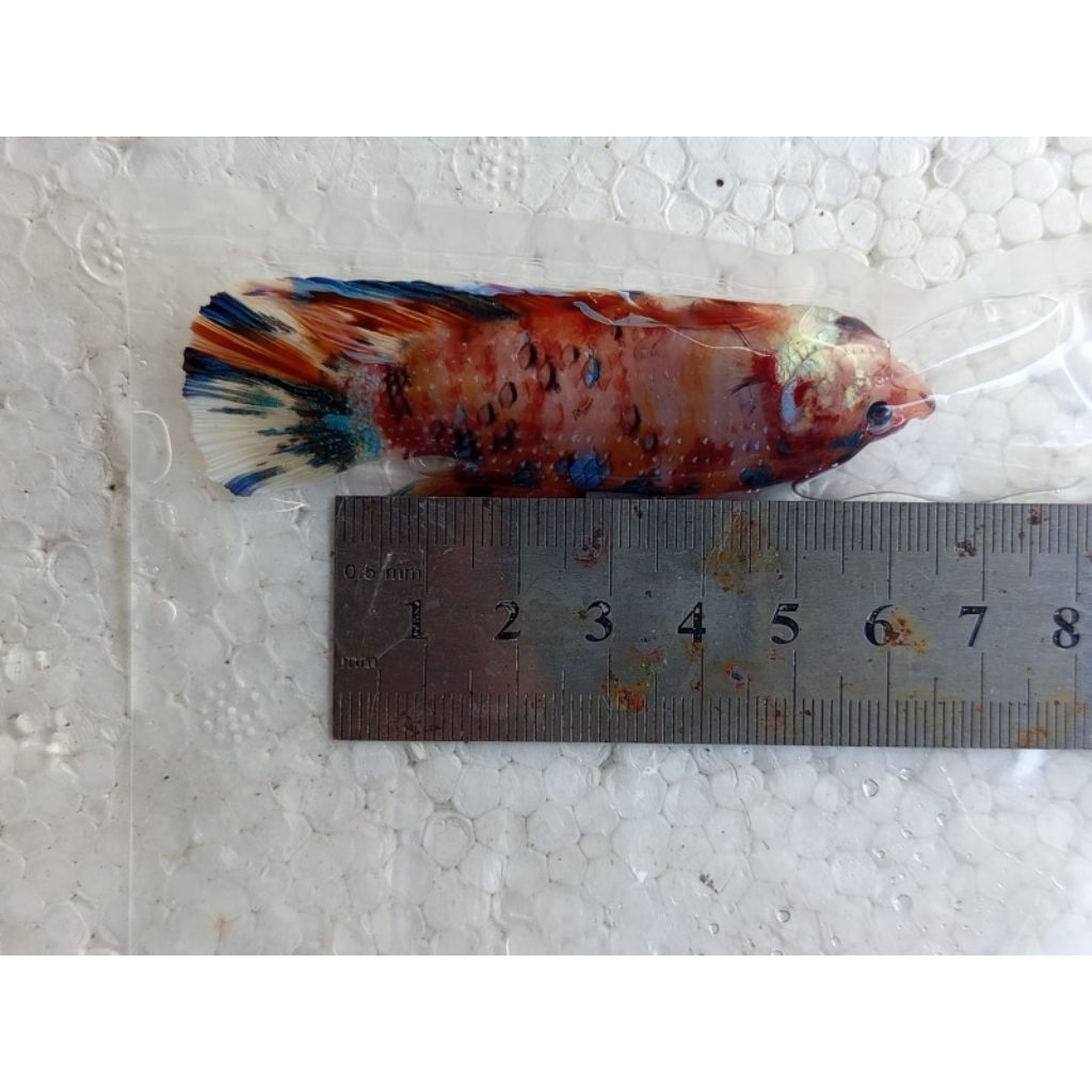 Cupang Giant Jantan Multicolor Body Only 6,5Cm REAL