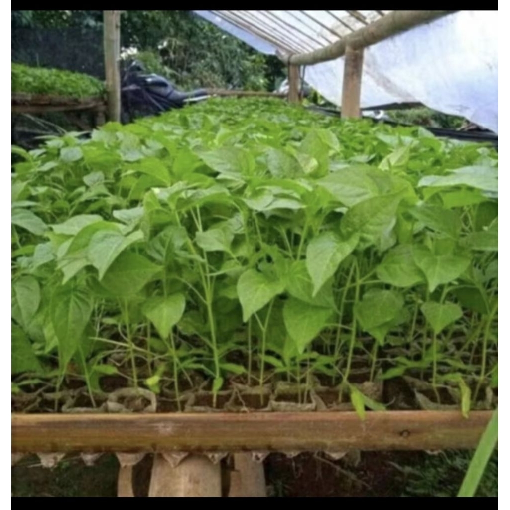 Benih cengek/Bibit cabai siap tanam Media tanah/10 tangkai