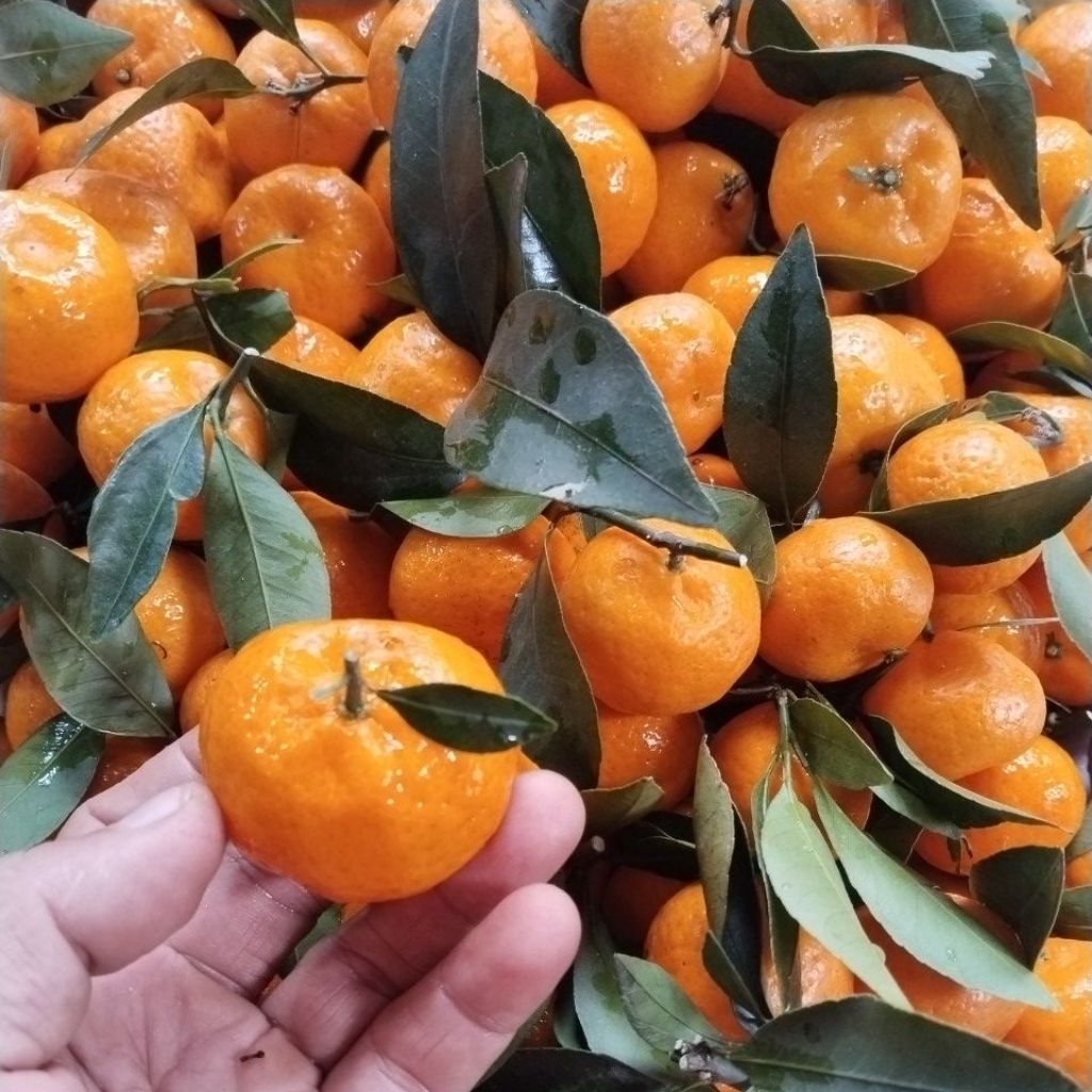 Di OBRAL BUAH JERUK SANTANG DAUN