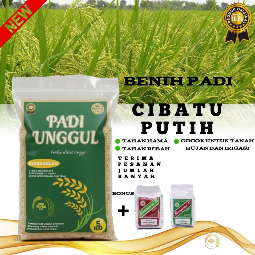 BENIH PADI CIBATU PUTIH 5KG BIBIT PADI CIBATU PUTIH GRATIS PUPUK SAMPURNA B DAN D