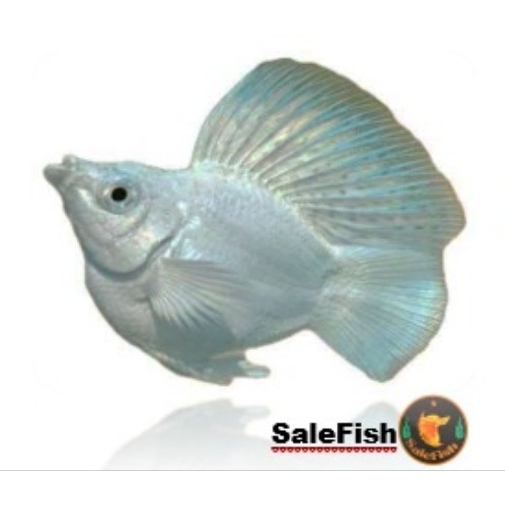 Molly Platinum Balon Sailfin Round Tail Mata Merah