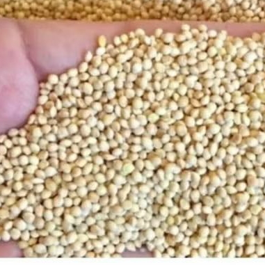 Milet Vita putih pakan bijian untuk burung perkutut kenari lovebird