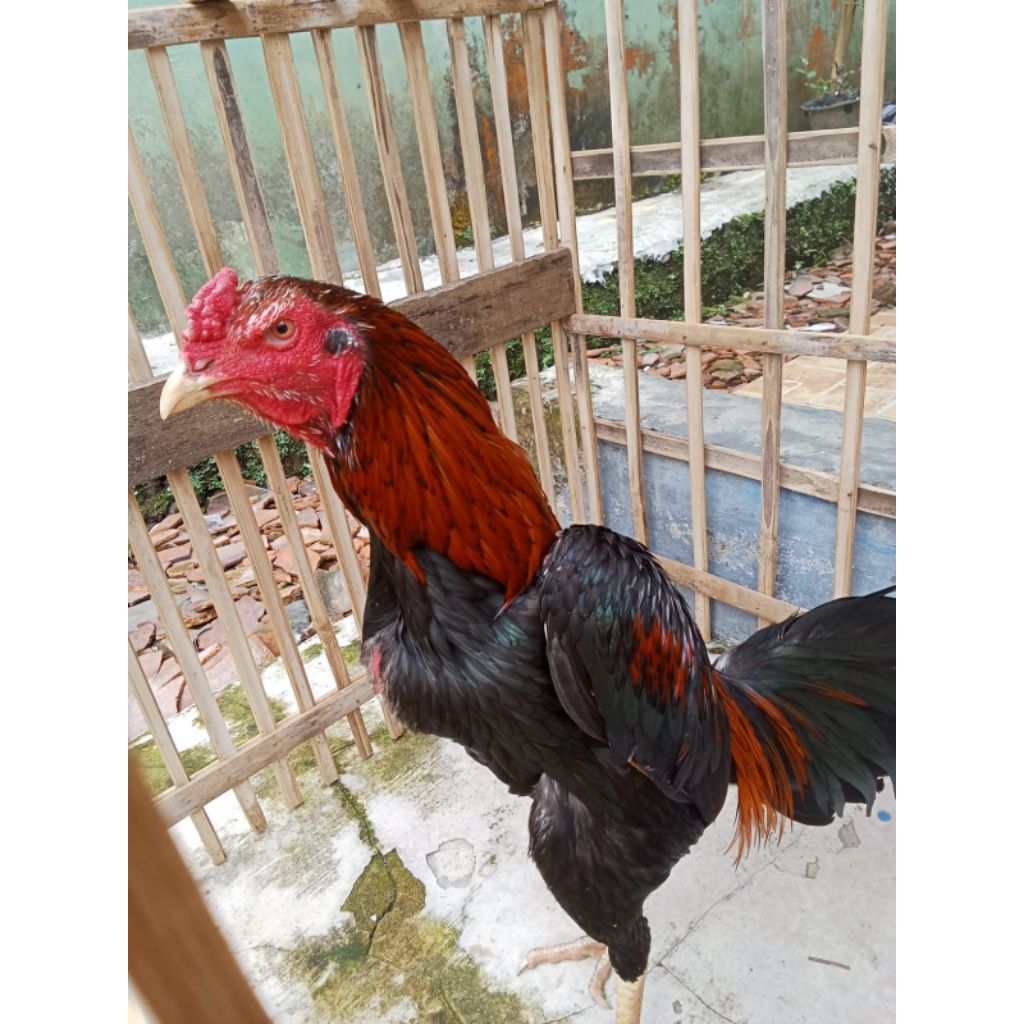 AYAM JAGO BK CLASIC MANGON BK BIRMA ORI