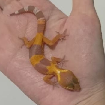 Custom Order Gecko Sunglow ( SUN 25-13 )