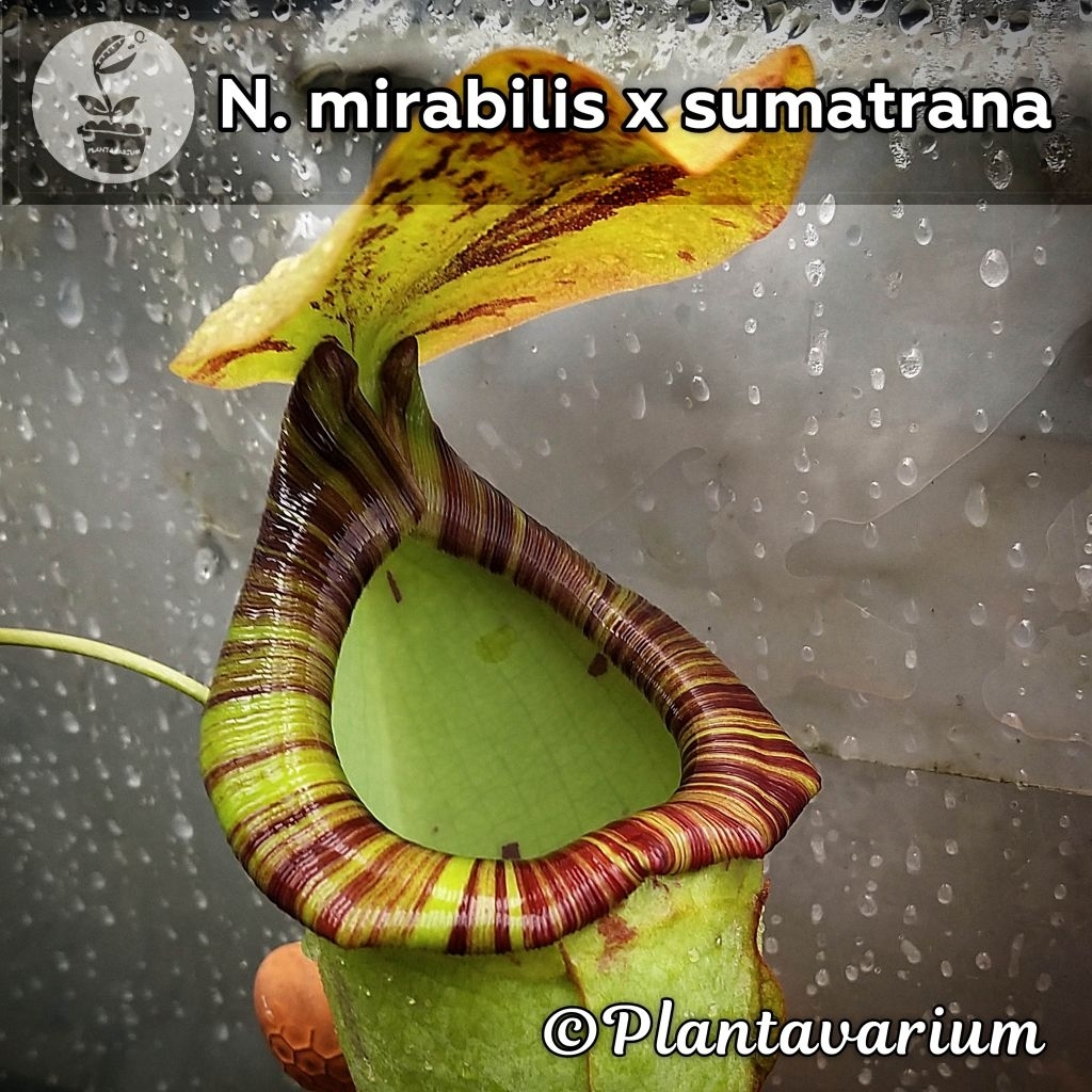 Tanaman Karnivora Kantung Semar Nepenthes Mirabilis x Sumatrana