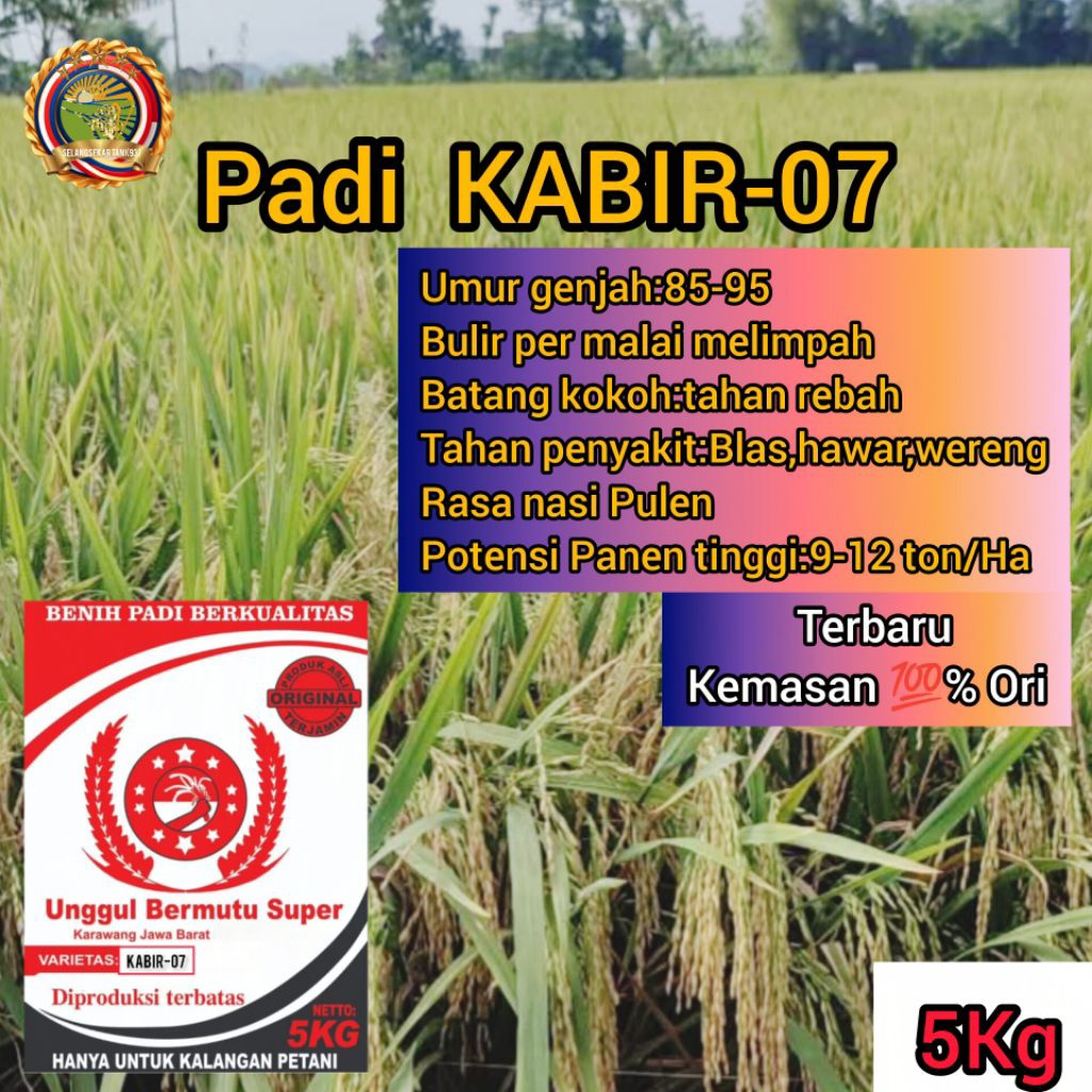 BIBIT PADI KABIR-07 SUPER BERKUALITAS ULTRA GENJAH 5KG