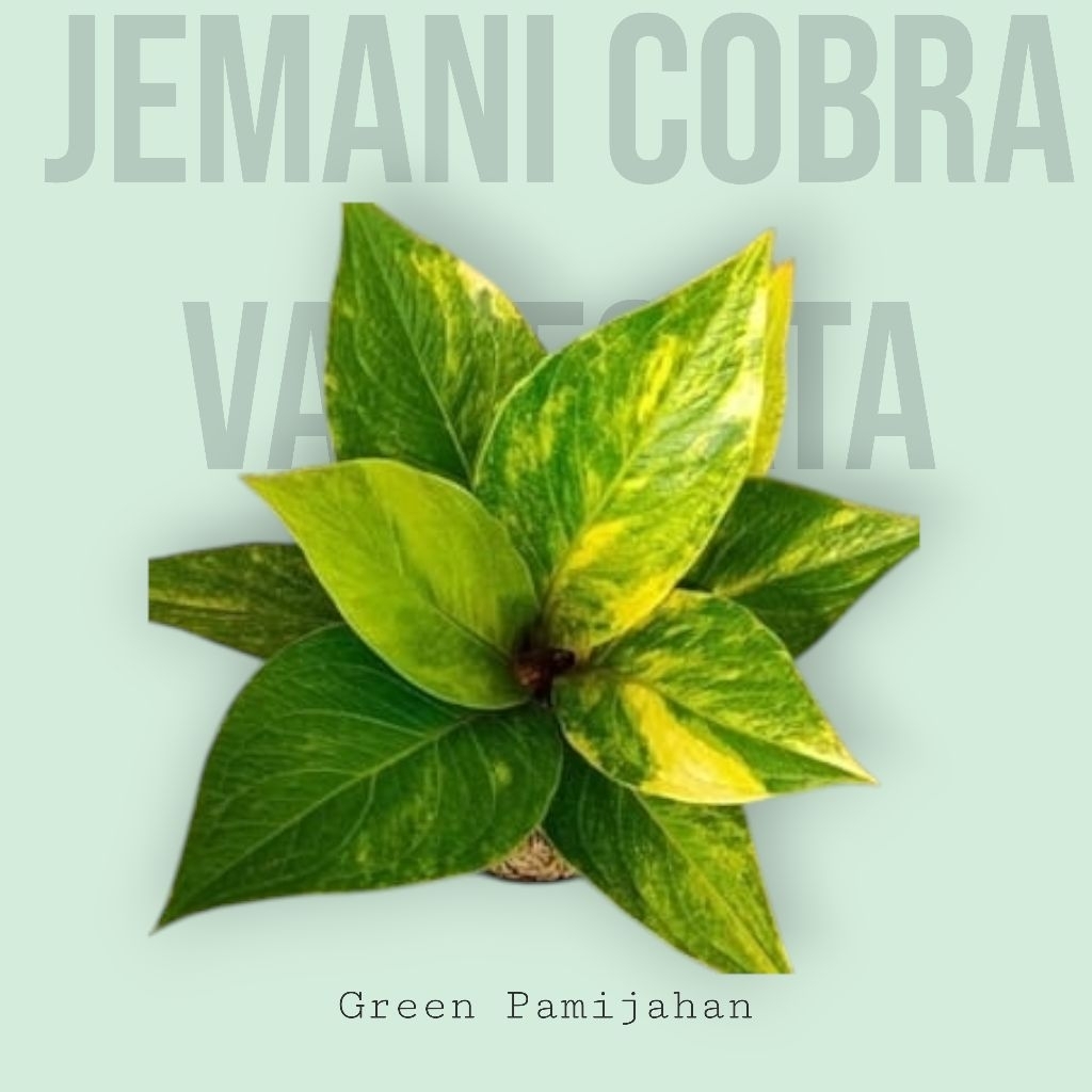 tanaman hias anthurium jemani cobra varigata