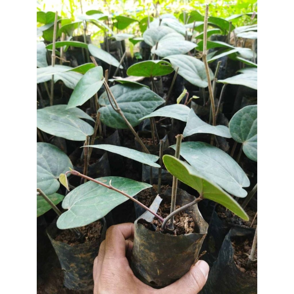 bibit kemukus super 5 batang