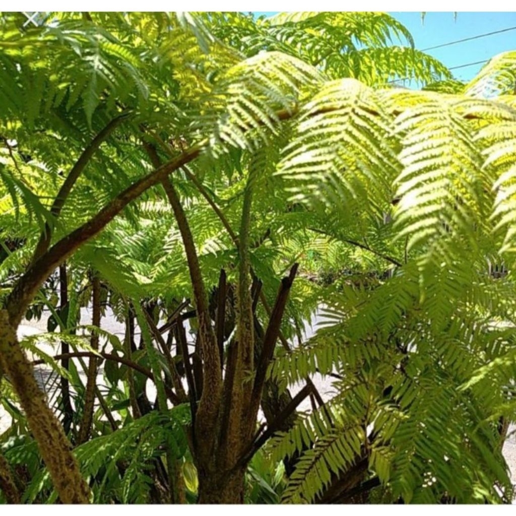 tanaman hias paku tihang atau pakis monyet