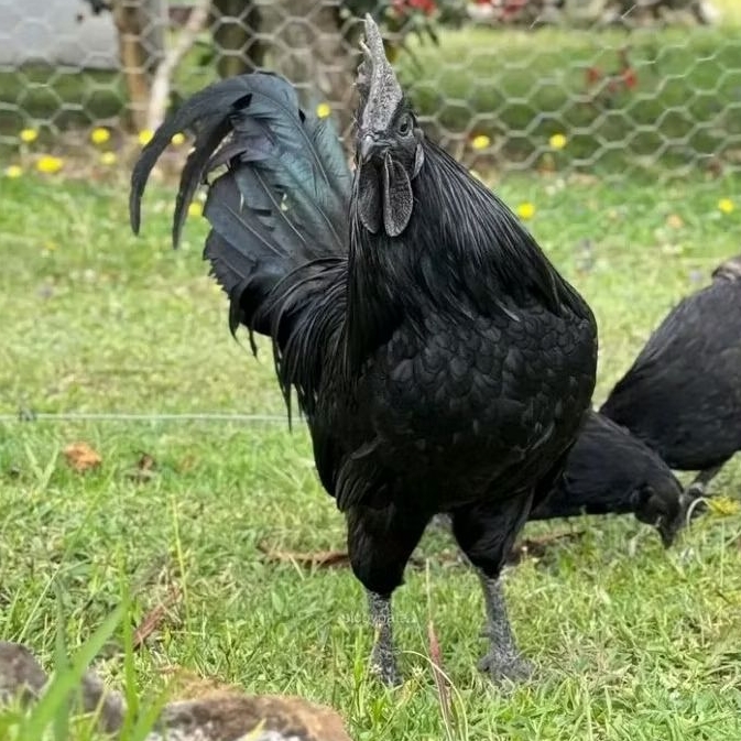 TELUR AYAM CEMANI ASLI ORIGINAL