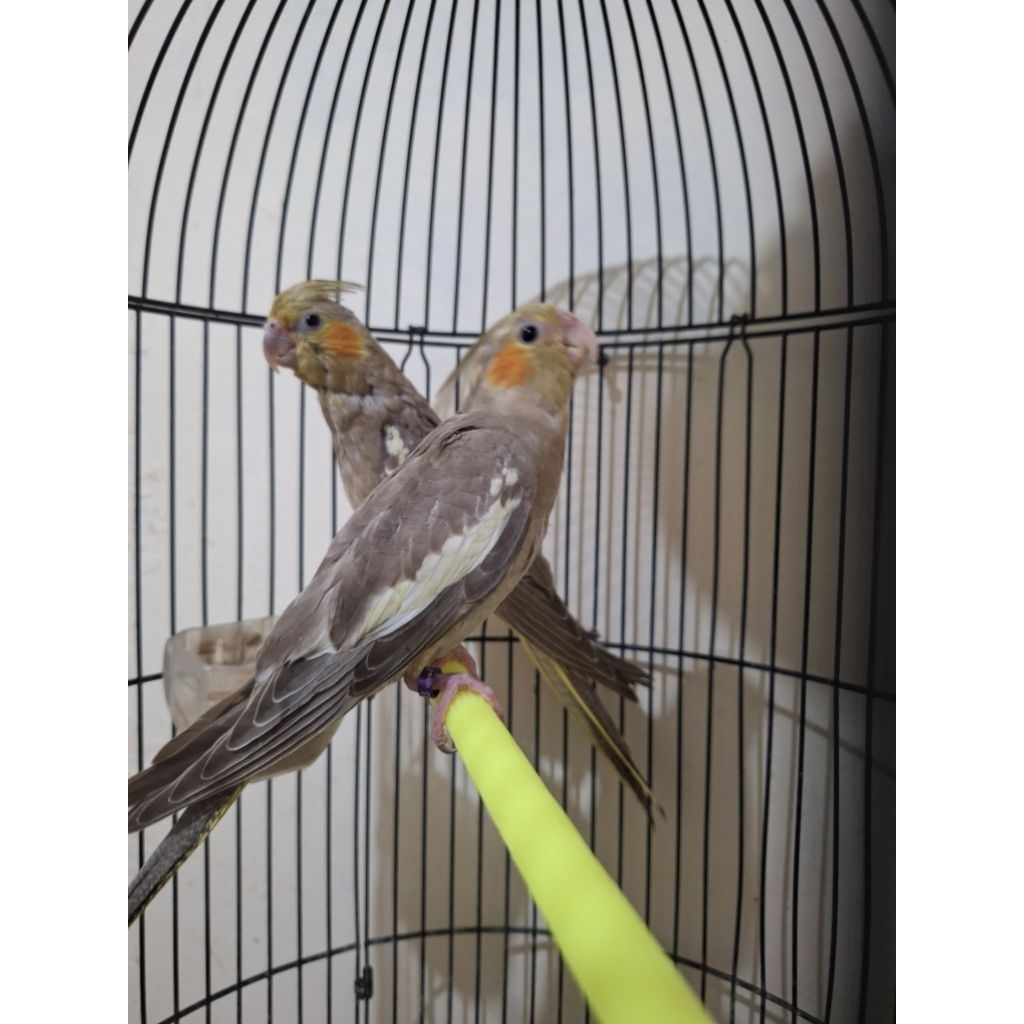 falk/parkit australia sepasang/parrot