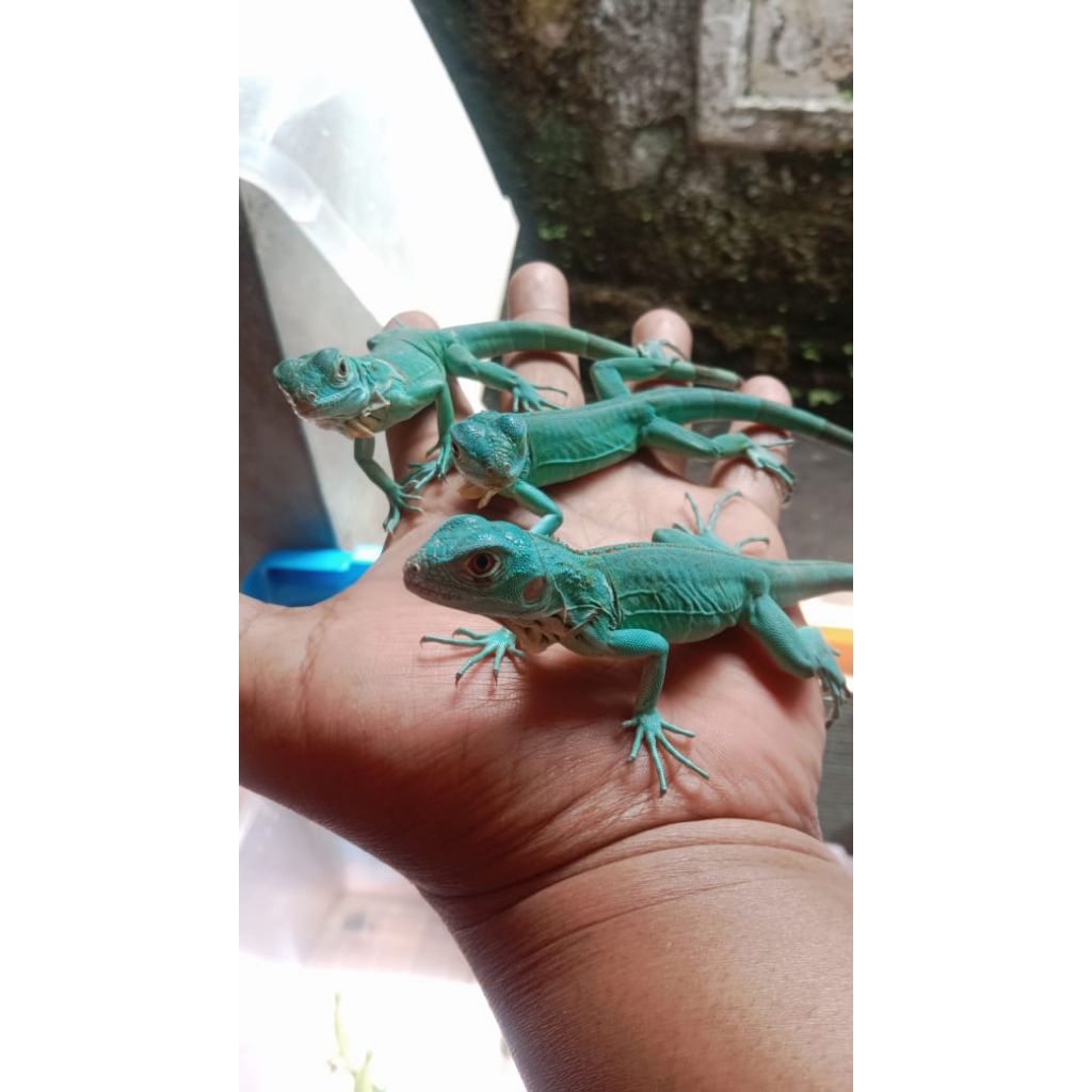 pelet baby iguana axantic/ baby iguana blue/biru