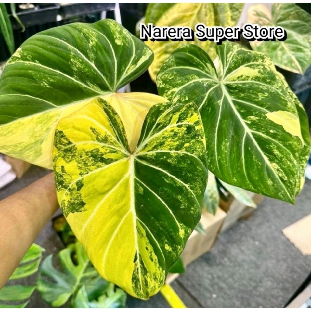 Tanaman Hias Philodendron Gloriosum Aurea Variegated Variegata Varigata Real Pict Murah Ekonomis