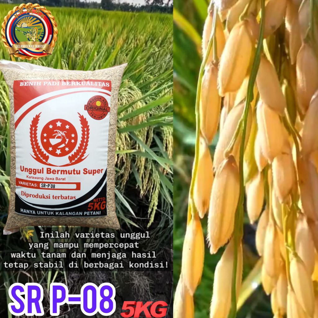 BIBIT PADI SR P-08 PADI ULTRA GENJAH 75 (HST) HARI SETELAH TANAM 5KG